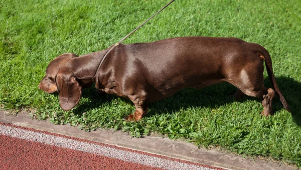 Dachshund Taksa Köpek Çim Üzerinde — Stok fotoğraf