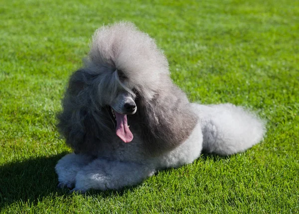 Cane Barboncino Standard Sul Prato — Foto Stock