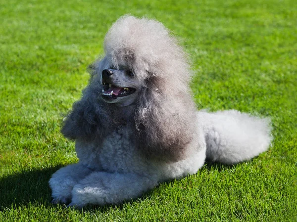 Standardowych Pudel Pies Trawniku — Zdjęcie stockowe