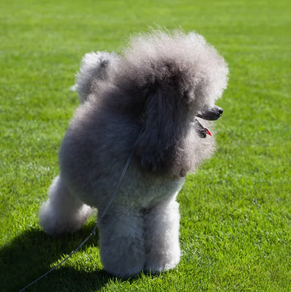 Standart kaniş köpek çim üzerinde.