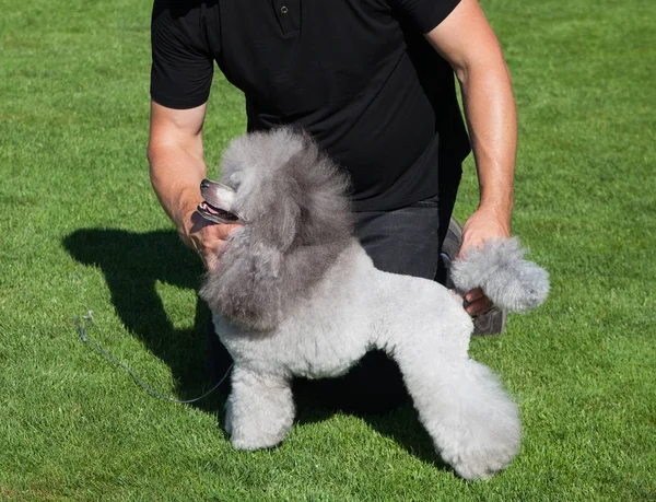 Standardowych Pudel Pies Trawniku — Zdjęcie stockowe