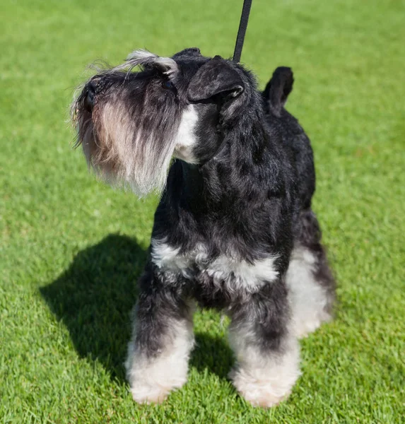 Perro Schnauzer Estándar Césped — Foto de Stock