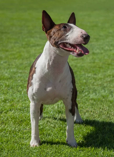 Miniature Bull Terrier Lawn — Stock Photo, Image