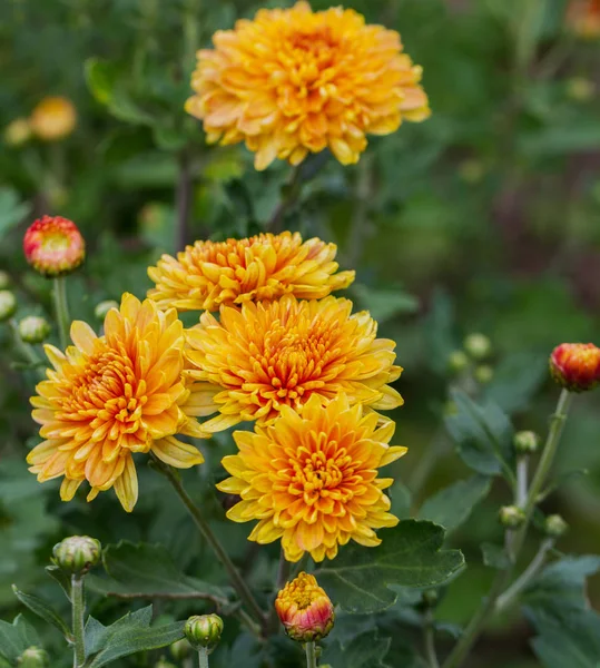Turuncu dahlias bir flowerbed büyüyor.
