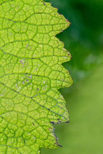 Textura Hoja Verde Abstracta Para Fondo —  Fotos de Stock