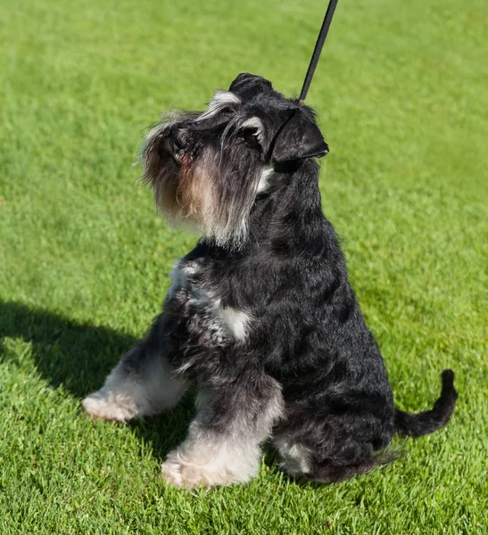 Bir çim üzerinde standart Schnauzer köpek.