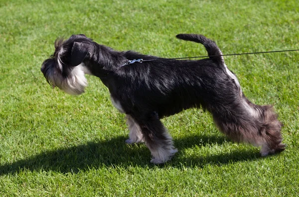 标准纳瑞狗在草坪上 — 图库照片