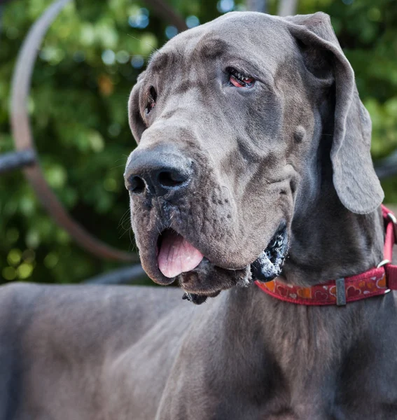 Portrait Grand Chien Danois — Photo