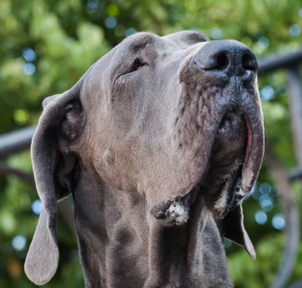 Retrato Gran Perro Danés — Foto de Stock