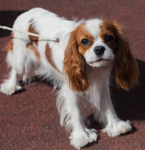 Portrét Pes Cavalier King Charles Spaniel — Stock fotografie