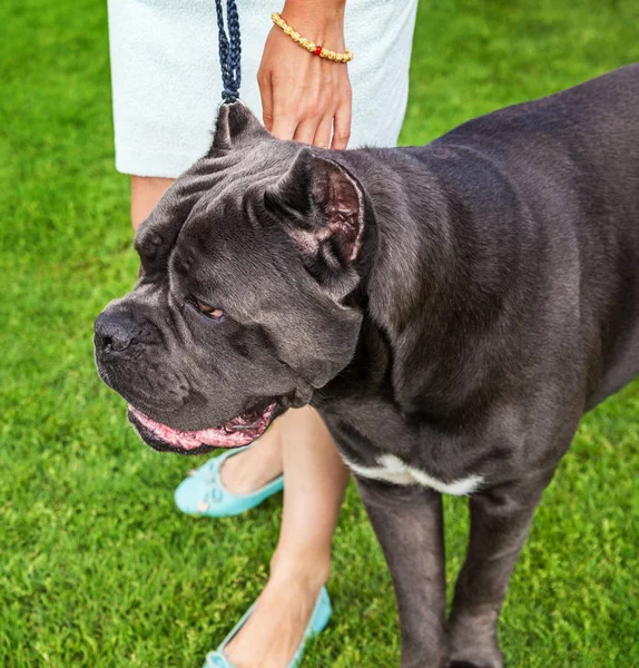 İtalyan cane corso yeşil çimenlerin üzerinde açık.