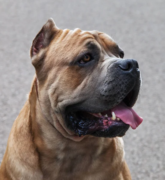 Italský Cane Corso Venkovní — Stock fotografie