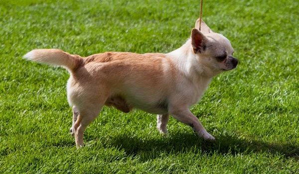 Chihuahua Venkovní Zelené Trávě — Stock fotografie