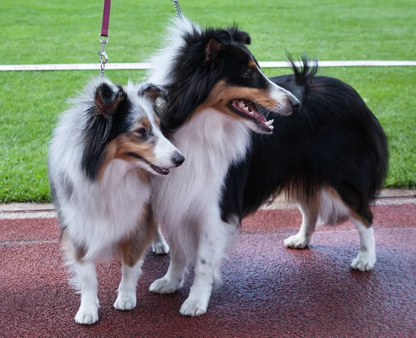 Two Shetland Sheepdogs Outdoor Stadium — Stock Photo, Image