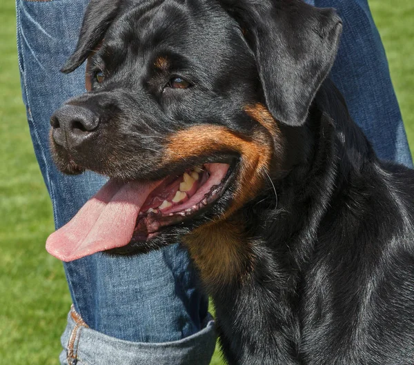 Olasz Cane Corso Kültéri Zöld — Stock Fotó