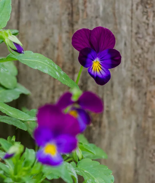 Violet Pansies Grow Next Wooden Surface Stock Image