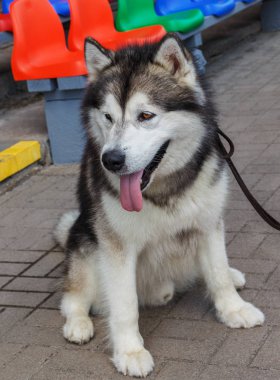 Alaskan Malamute köpek dış.