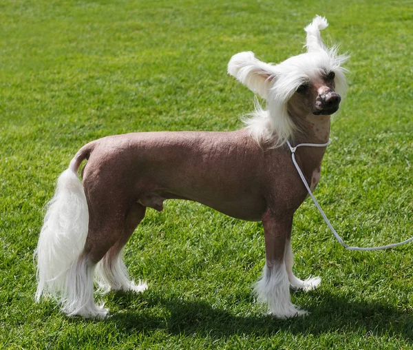 Chiński Grzywacz Pies Odkryty Zielonej Trawie — Zdjęcie stockowe
