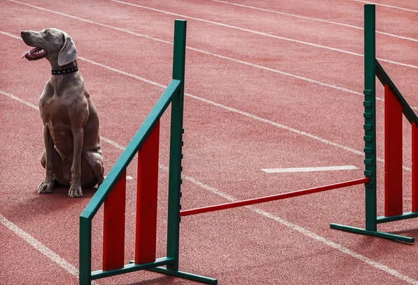 Pies Obok Barierę Sportowe — Zdjęcie stockowe