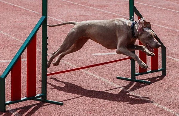 Dog Jumping Sports Barrier — Stock Photo, Image