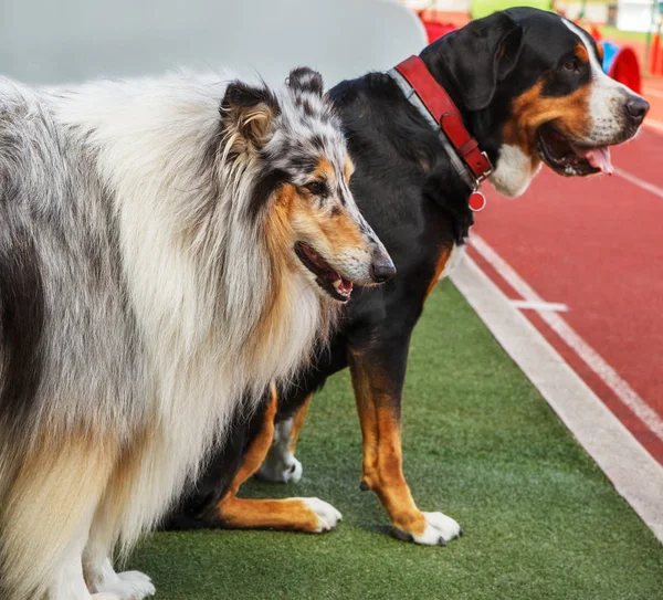 体育场上的两只狗 — 图库照片