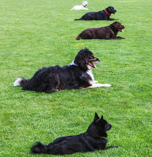 Många Hundar Ett Grönt Gräs — Stockfoto