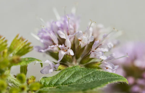 Blossom Mentol Rostliny Zahradě — Stock fotografie