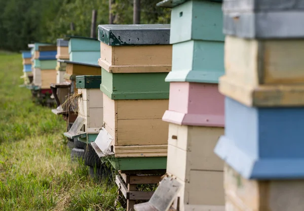 Пчелиные Домики Поле — стоковое фото