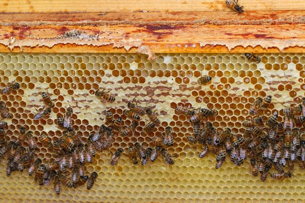 蜜蜂把蜂蜜变成蜂巢 — 图库照片