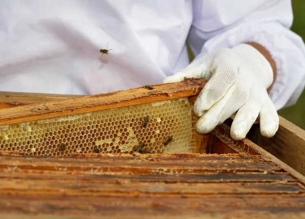 Μελισσοκόμος Εργάζεται Στο Μελισσοκομείο Του — Φωτογραφία Αρχείου