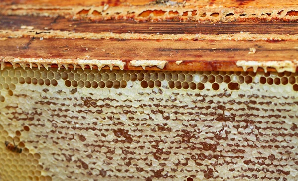 Natuurlijke Frames Van Honing Bijenkorf — Stockfoto