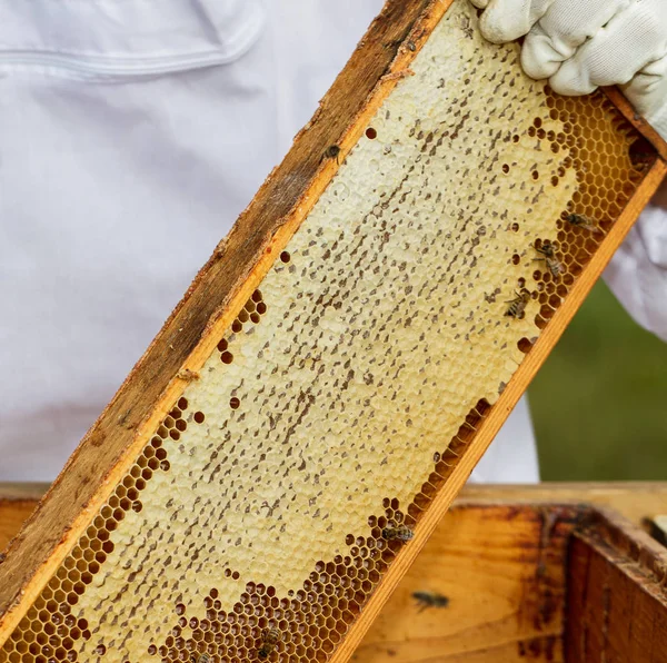 Apiarist Kendi Arı Kovanı Içinde Çalışma — Stok fotoğraf