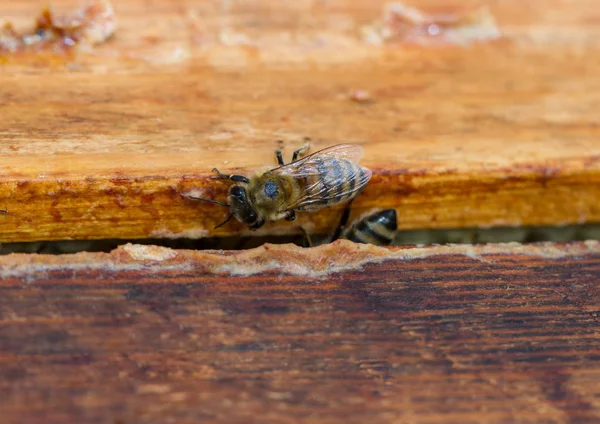 Biene Bienenstock Markieren — Stockfoto