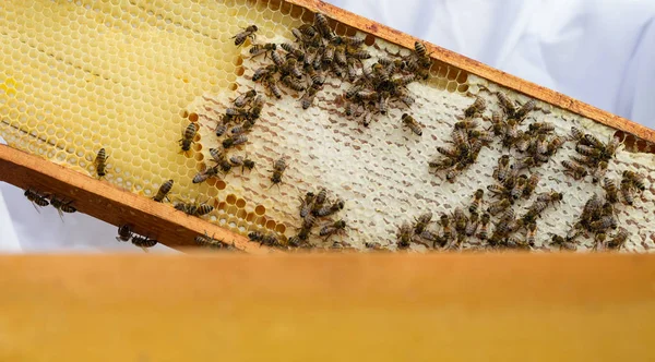 Bijen Een Frame — Stockfoto