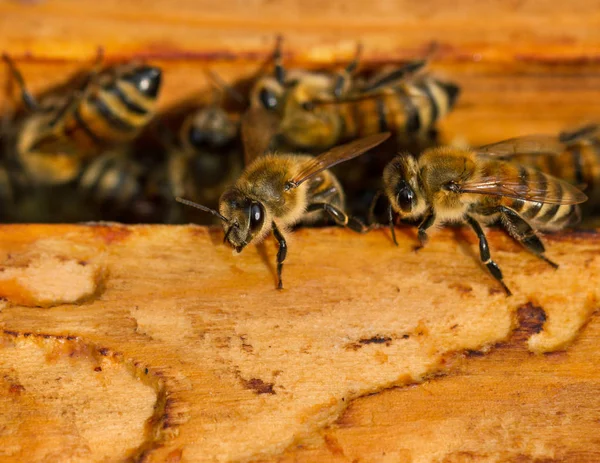 꿀벌은 벌집에 — 스톡 사진
