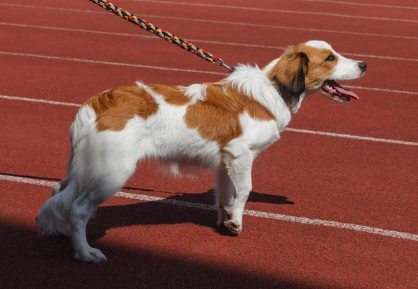 Собака Поводке Стадионе — стоковое фото