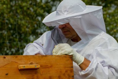 apiarist kendi arı kovanı içinde çalışma.