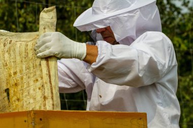 apiarist kendi arı kovanı içinde çalışma.