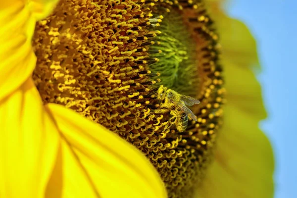 Bee Collects Pollen Sunflower — Stock Photo, Image