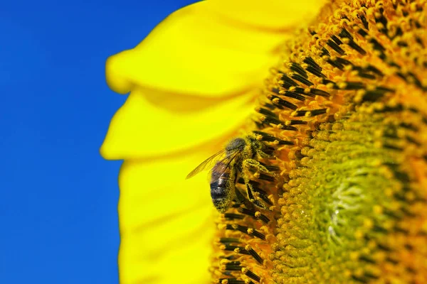 Včela Sbírá Pyl Slunečnice — Stock fotografie