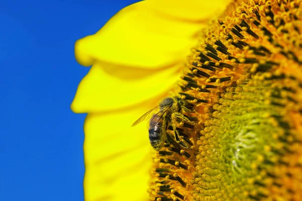 Bee Collects Pollen Sunflower — Stock Photo, Image