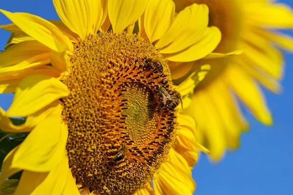 Bees Collects Pollen Sunflower — Stock Photo, Image