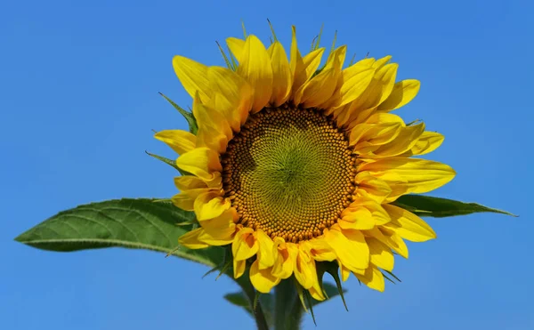 Grande Girasole Sfondo Cielo — Foto Stock