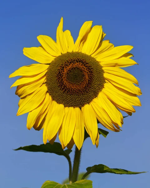 Big Sunflower Growing Sunny Day — Stock Photo, Image