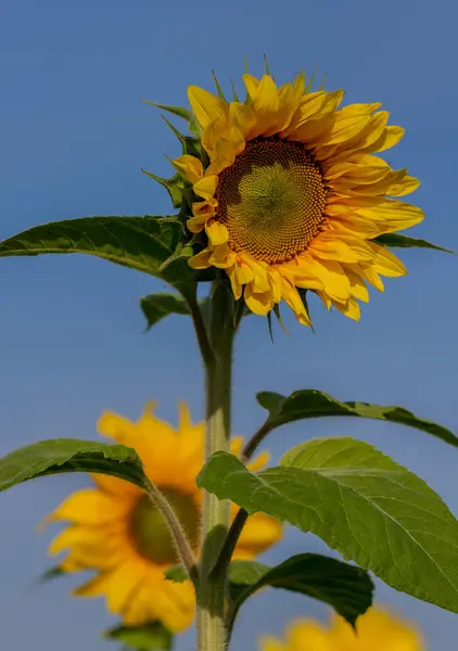 Big Sunflower Growing Sunny Day — Stock Photo, Image