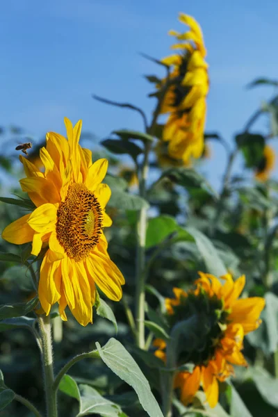 Campo Girasoli Una Giornata Sole Ventoso — Foto Stock