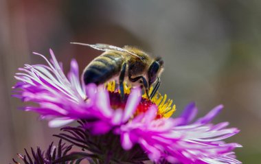 Bal arısı Aster bahçede üzerinde çalışıyor. 