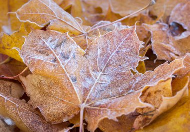 Bir sabah Frost'un üzerinde sarı akçaağaç yaprakları.