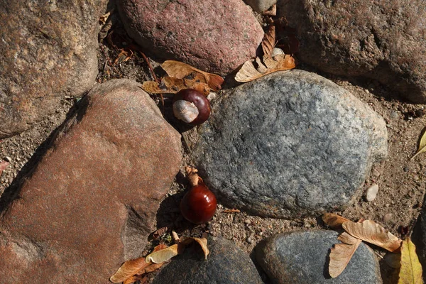 Herfst Bladeren Kastanjes Aan Stenen Promenade — Stockfoto