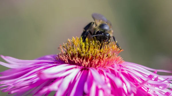 Honeybee Working Asters Garden — Stock Photo, Image